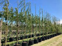 Salix alba Tristis 10-12 (1)