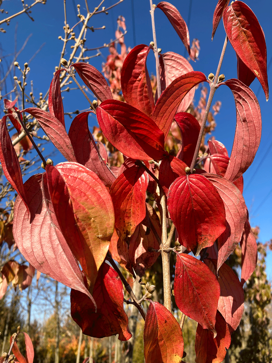 Cornus mas - Kornelkirsche