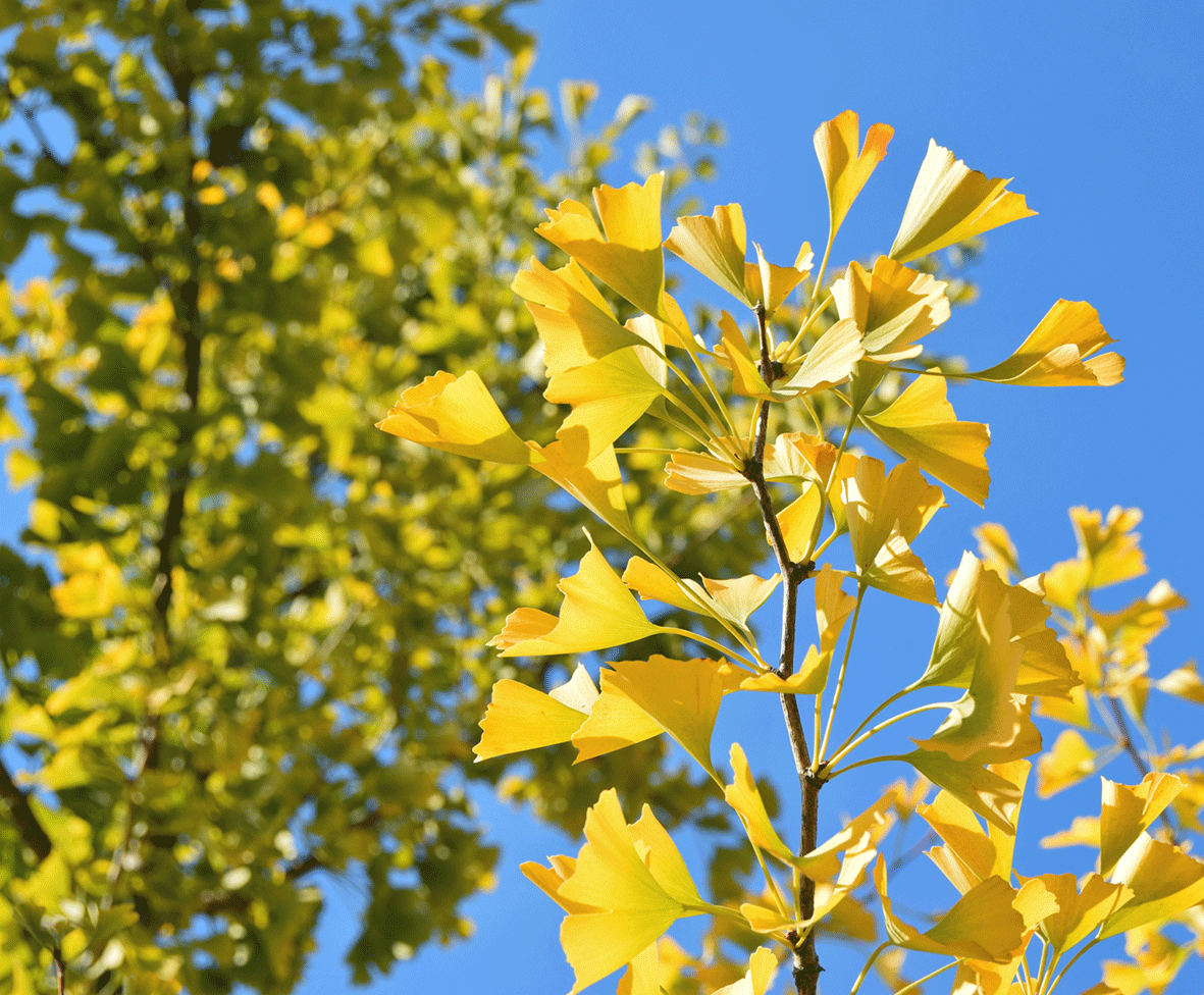 Ginkgo biloba - Fächerblattbaum
