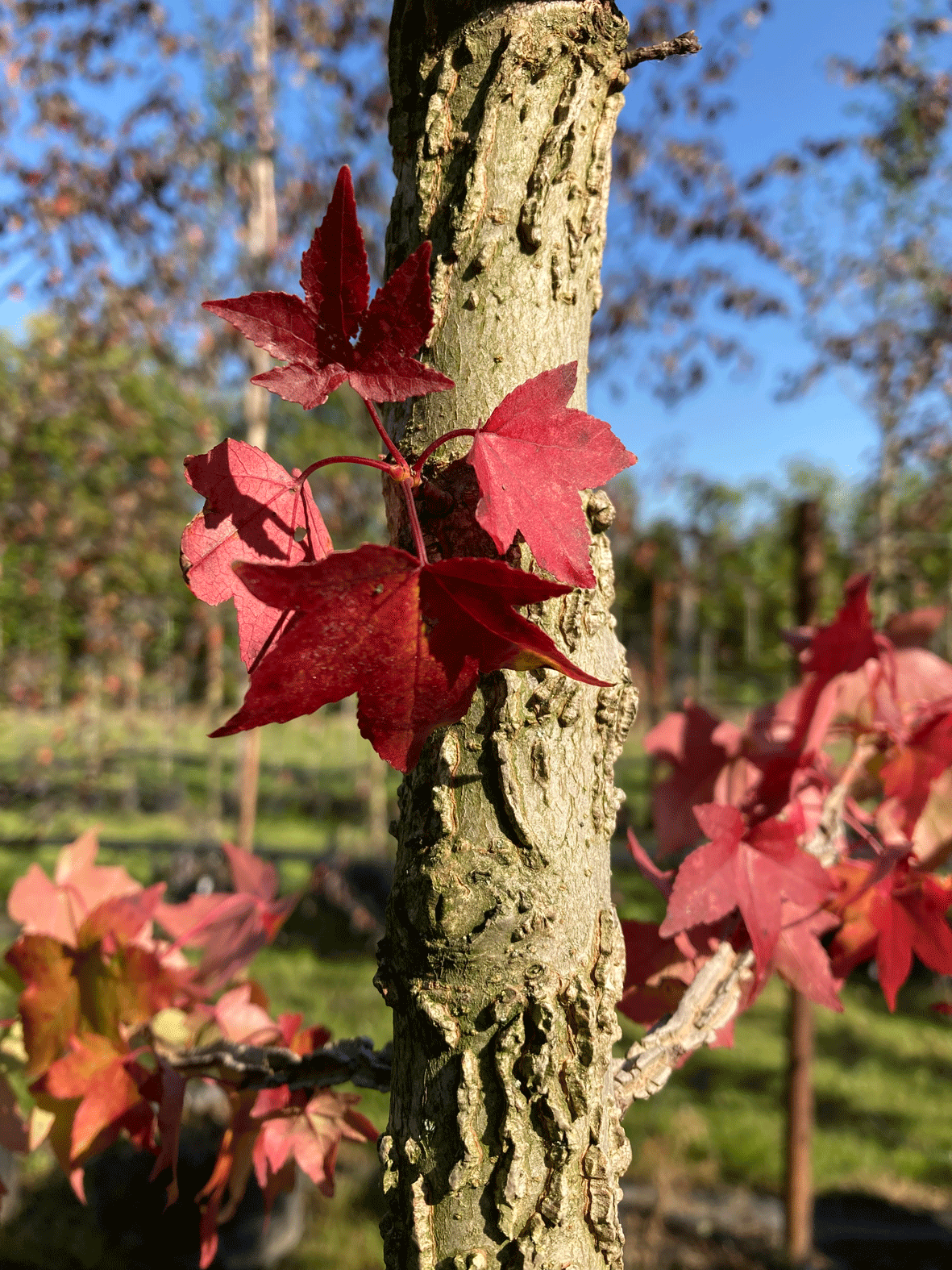 Liquidambar styraciflua - Amberbaum