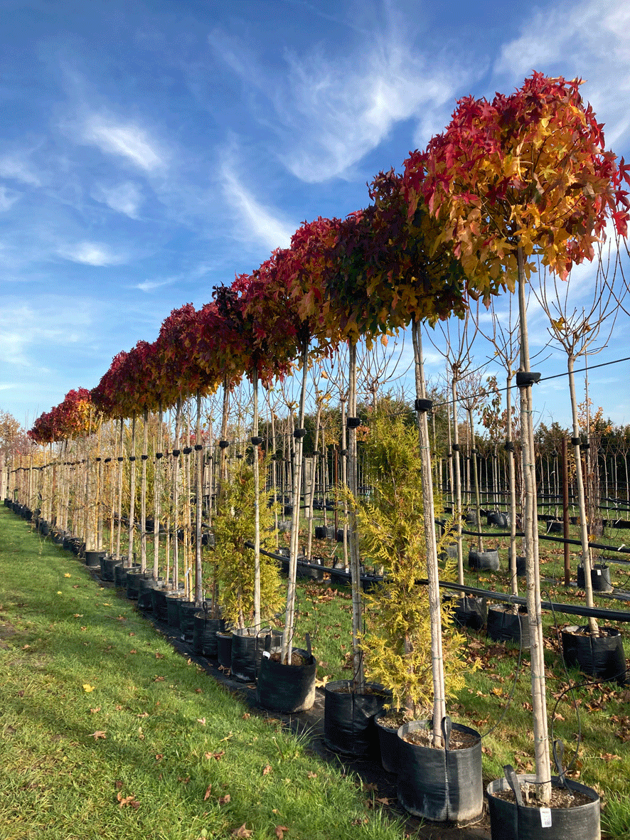 Liquidambar styraciflua Gumball - Kugel-Amberbaum