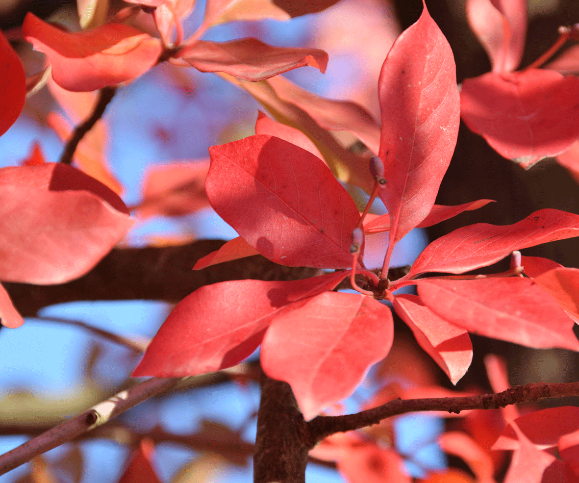 Nyssa sylvatica - Tupelobaum