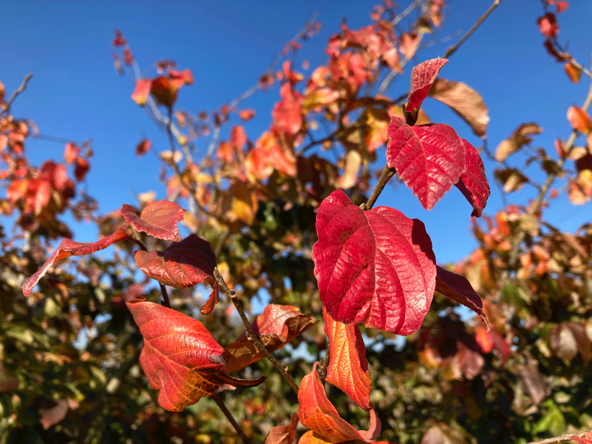 Parrotia persica - Eisenholz