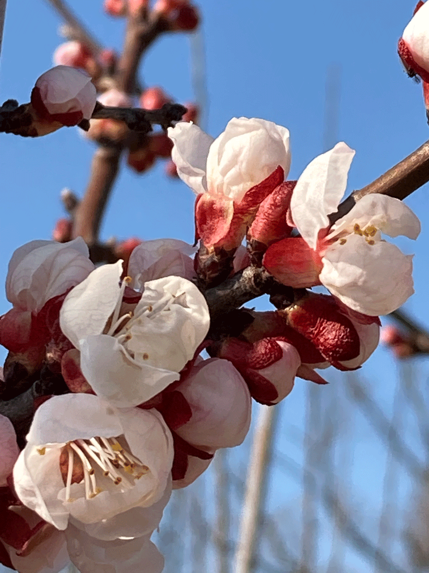 Prunus-armeniaca-Orangered-(3)