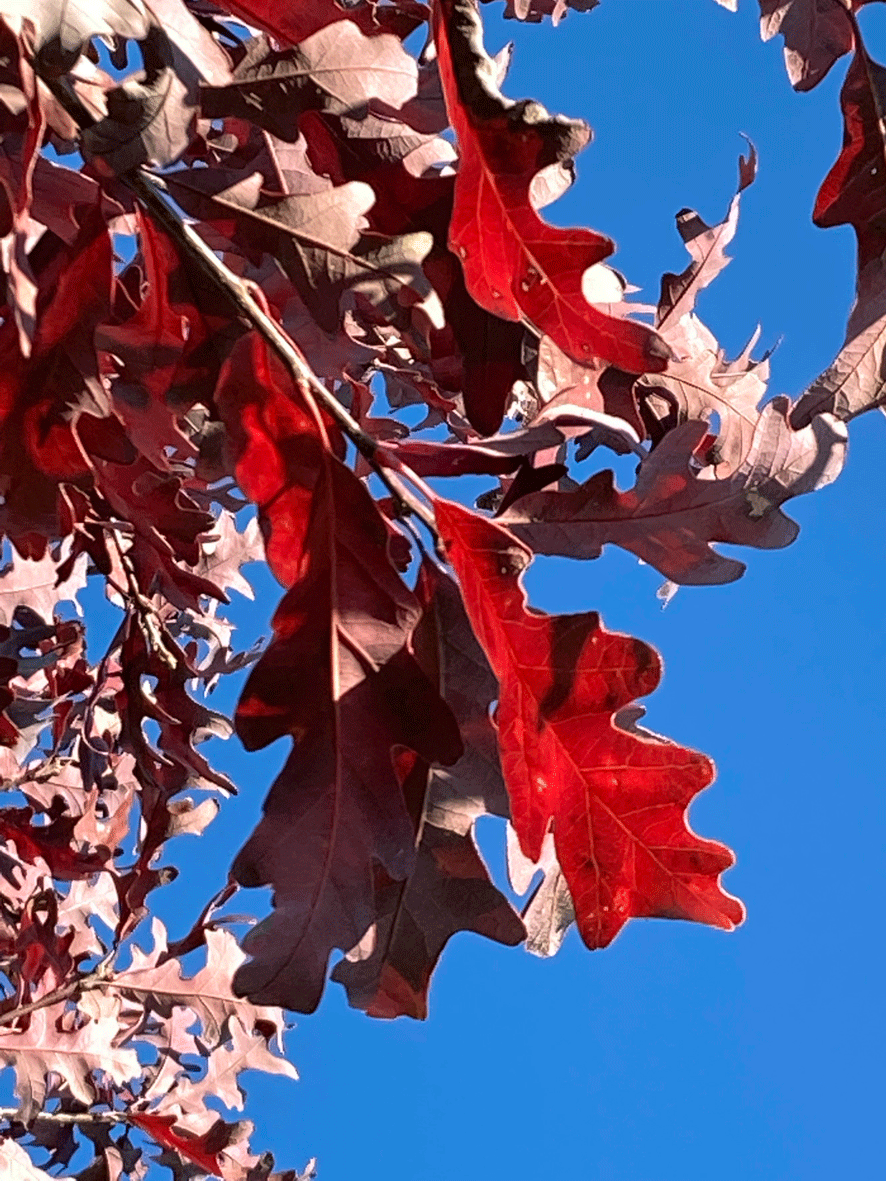 Quercus alba - Weiß-Eiche