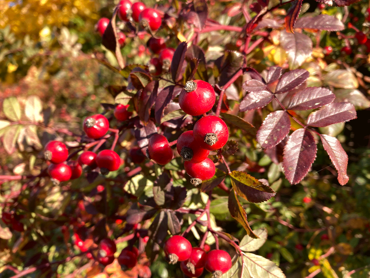 Rosa rugotida - Strandrose